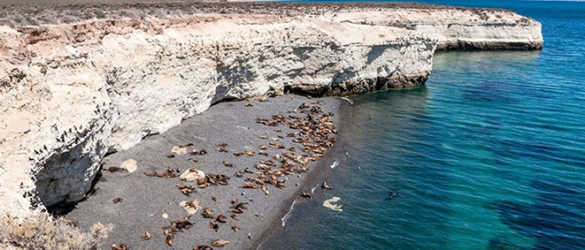 PUERTO MADRYN Excursin Punta Loma