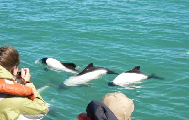 PUERTO MADRYN - Excursi�n Full Day Valle del R�o Chubut