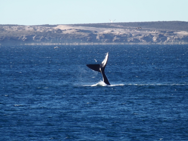 Bariloche - Esquel - Puerto Madryn - Salida 25 de Noviembre