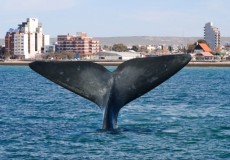 Aventura al Glaciar con Madryn en Jet/Bus desde Rosario 10 de Marzo