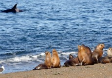 PUERTO MADRYN Excursi�n Pen�nsula de Vald�s Norte