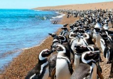 PUERTO MADRYN Excursi�n Punta Tombo