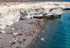 PUERTO MADRYN Excursin Punta Loma