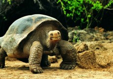 ISLAS GALPAGOS 4 DAS