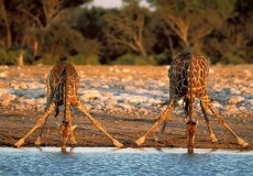 NAMIBIA FASCINANTE Y DESIERTO DE KALAHARI
