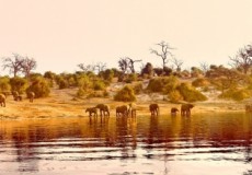SUDFRICA EN RESERVA PRIVADA Y CATARATAS VICTORIA (ZAMBIA) CON CHOBE