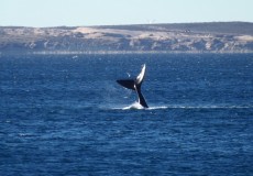 Bariloche - Esquel - Puerto Madryn - Salida 25 de Noviembre